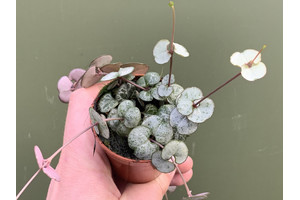Ceropegia woodii ´String of Hearts` (Leuchterblume)