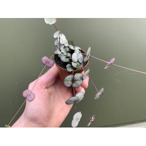 Ceropegia woodii ´String of Hearts` (Leuchterblume)