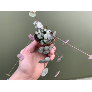 Ceropegia woodii ´String of Hearts` (Leuchterblume)