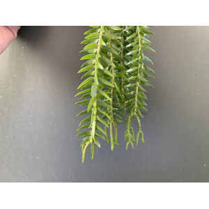 Huperzia spec. Borneo