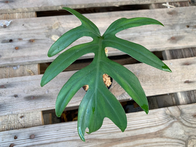 Philodendron mayoi