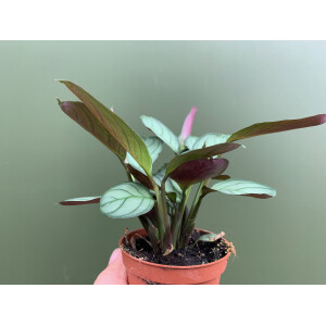 Maranta L.Amabilis Mint