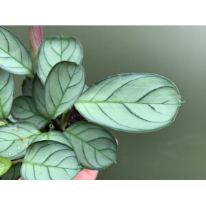 Maranta L.Amabilis Mint