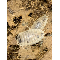 Pandaasseln Porcellio laevis