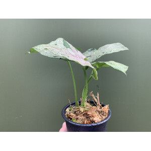 Syngonium green splash