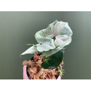 Syngonium green splash