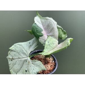 Syngonium green splash