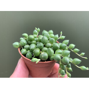Senecio rowleyanus string of pearls (Erbsenpflanze)