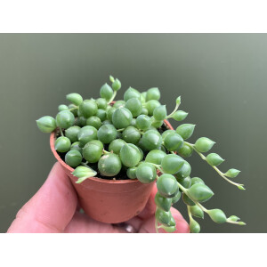 Senecio rowleyanus string of pearls (Erbsenpflanze)