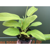 Philodendron malay gold