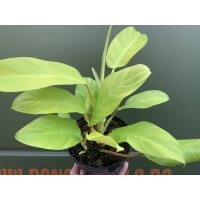 Philodendron malay gold