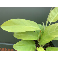 Philodendron malay gold