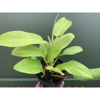 Philodendron malay gold