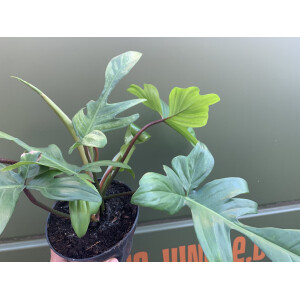 Philodendron Florida Green