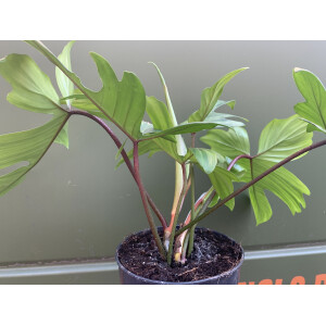 Philodendron Florida Green