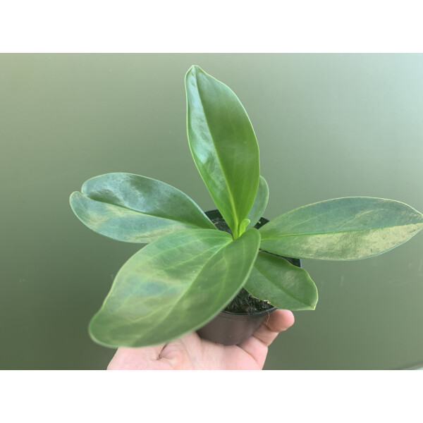 Peperomia spec. Kolumbien