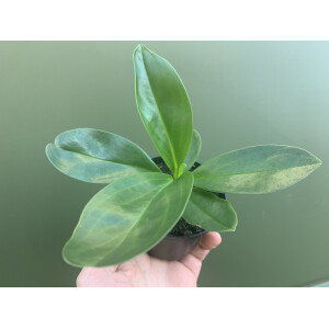 Peperomia spec. Kolumbien