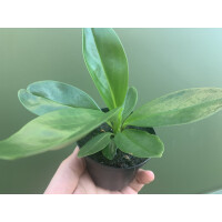 Peperomia spec. Kolumbien