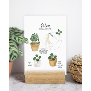Postkarte A6 pilea propagation by Frollein Schmid