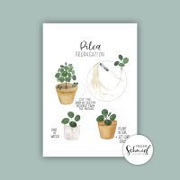Postkarte A6 pilea propagation by Frollein Schmid