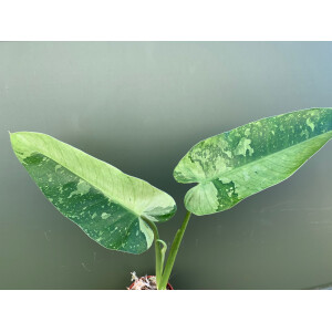 Philodendron imbe Jose Buono variegata