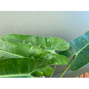 Philodendron imbe Jose Buono variegata