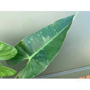 Philodendron imbe Jose Buono variegata