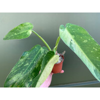Philodendron imbe Jose Buono variegata