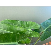 Philodendron imbe Jose Buono variegata
