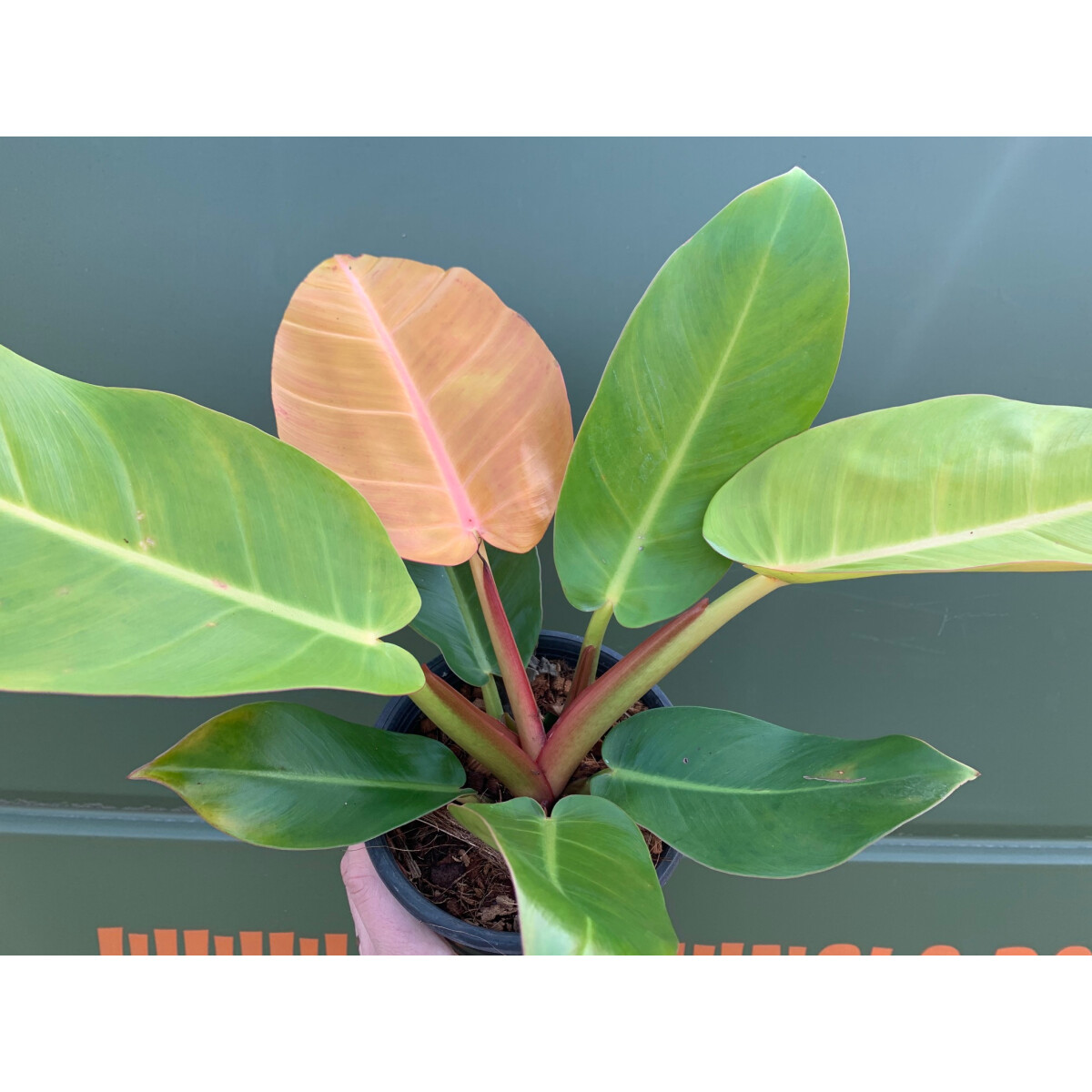 Philodendron Prince of Orange