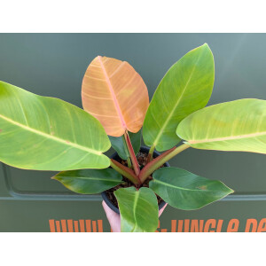 Philodendron Prince of Orange