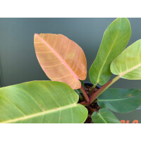 Philodendron Prince of Orange
