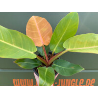 Philodendron Prince of Orange