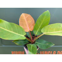 Philodendron Prince of Orange