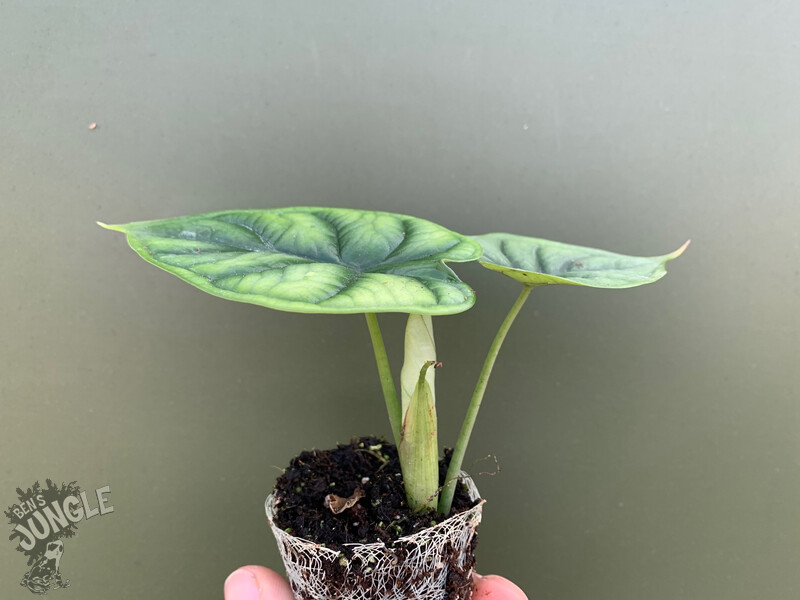 exotenherz - Mini plante - Alocasia - Racine de flèche - Idéal