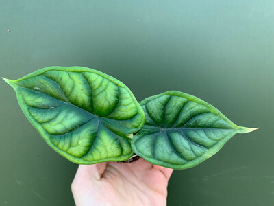 Alocasia Dragon Scale Babyplant