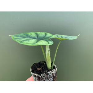 Alocasia Dragon Scale Babyplant