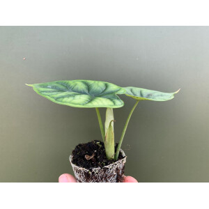 Alocasia Dragon Scale Babyplant