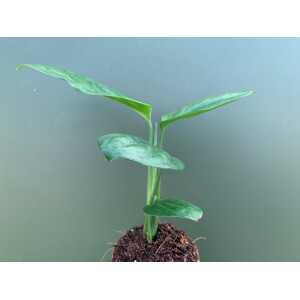 Monstera friedrichsthalii Swiss Cheese Vine Babyplant