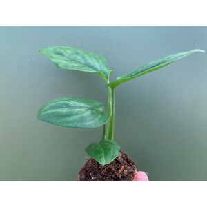 Monstera friedrichsthalii Swiss Cheese Vine Babyplant