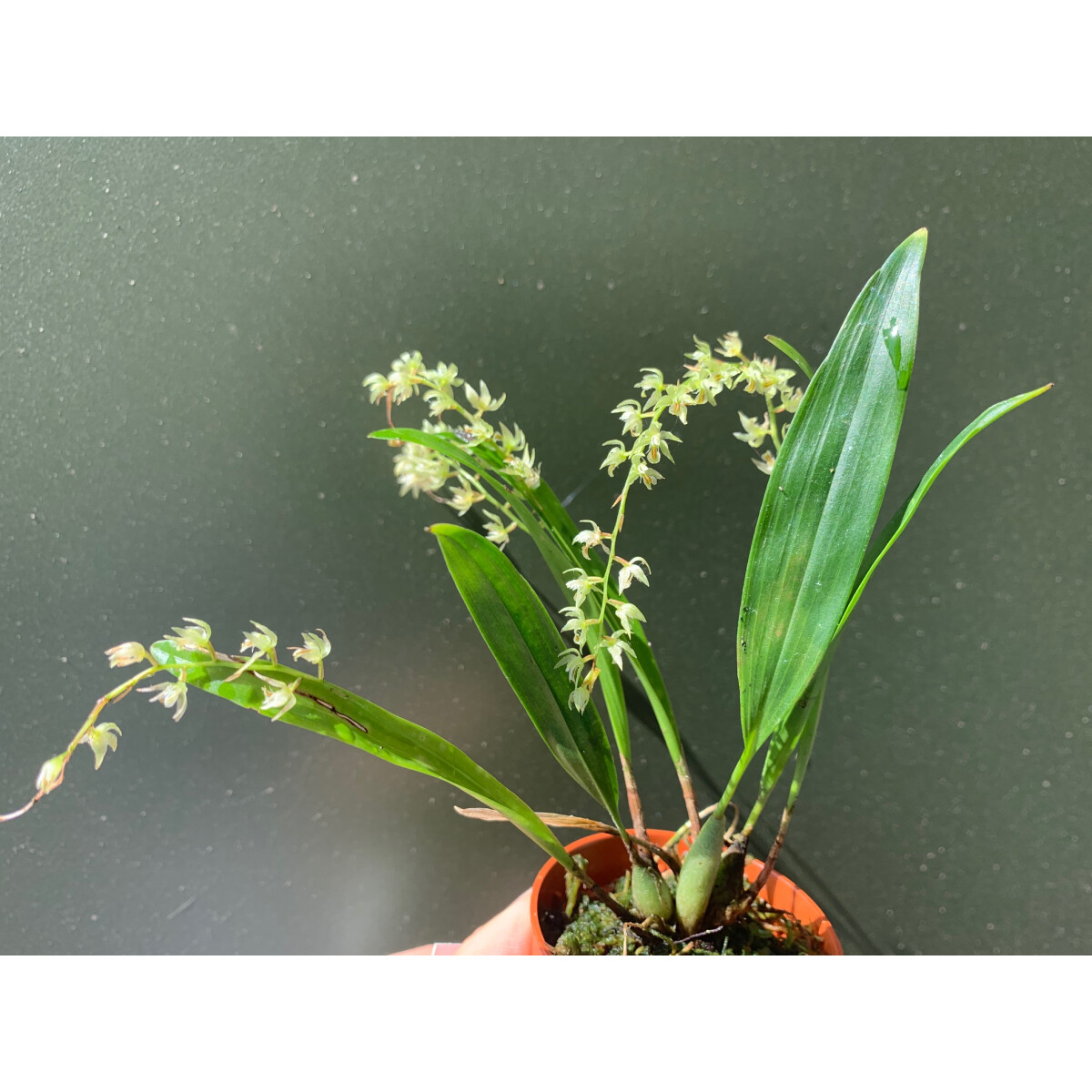 Dendrochilum compactum