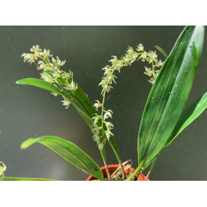 Dendrochilum compactum