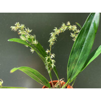 Dendrochilum compactum