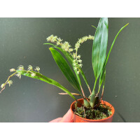 Dendrochilum compactum