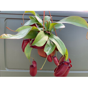 Nepenthes spec. Hängeampel