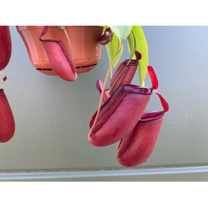 Nepenthes spec. Hängeampel