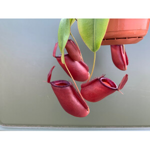 Nepenthes spec. Hängeampel