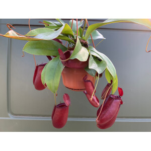 Nepenthes spec. Hängeampel