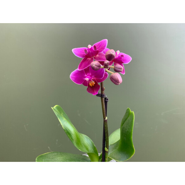 Phalaenopsis Orchidee Babyplant