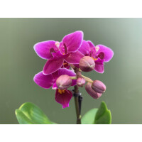 Phalaenopsis Orchidee Babyplant
